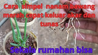 cara nanam bawang merah simpel dan gampang