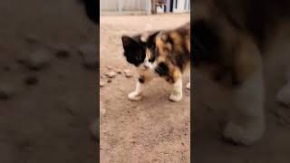 ada kucing bagus banget dijalan g ada yang punya apa y gaes 😁#shorts #kapal #shortvideo