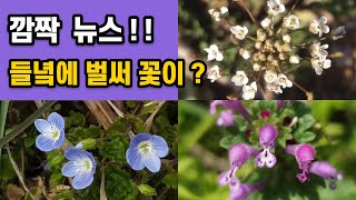 깜짝 뉴스 - 들녘에 벌써 꽃이?