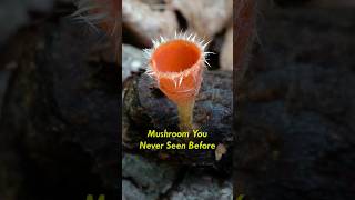 Beautiful mushroom you don't wanna miss - pink fringed fairy cup #mushroom #fungi #cutethings