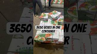 3650 Chilly Boxes in Container for Export