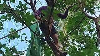 SECOND HARVESTING OF AVOCADOS IN MOUNT PUTOK