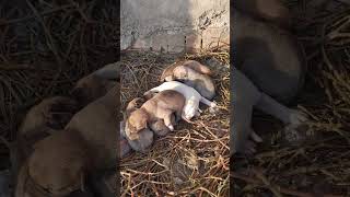 Cute puppies 2 days older #shorts #viral #shortsvideo