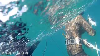 Pesca submarina alicante,  sargo a la caída,