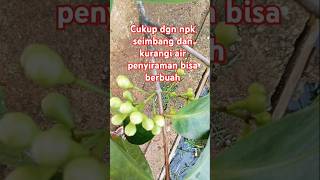 #buah #kebun #pertanian #garden