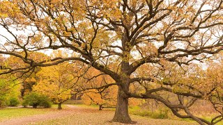 Some trees and palnts common and scientific name.