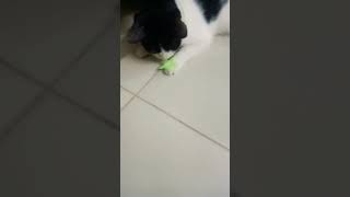 My cat loser #shorts #ytshorts #funny #cat #loser #trending