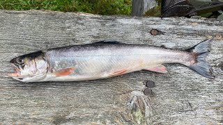 Camping in the north Maine woods and fishing for Arctic charr