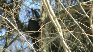 Črna žolna (Black woodpecker)