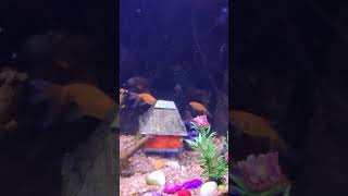 My gold fish tank😃😃😀😀||Aquarium Fish||Golden Fish||