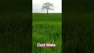 Cuci Mata