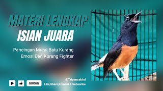 Murai Batu Materi Terlengkap Isian Murai Juara Lapangan