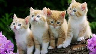 Wow! Very Cute My Kittens, Cute Cats Make Funny, My Favorite Kittens Play Fun Baby Toddlers Kids