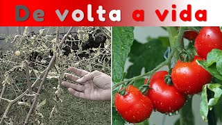 NAO DEIXE SEU TOMATEIRO MORRER! 🍅 Saiba Como em 4 Minutos.