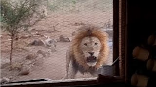 Lion in the kitchen window