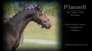 filly Flanell by Gray Flanell - Agra *2018 UWB