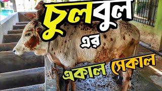 আজকে চুলবুল এর মাথা ঠান্ডা || পাকড়া শাহীওয়াল ষাঁড় || Purbasha Agro