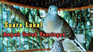 Perkutut lokal gacor suara besar bikin nyaut lawan.