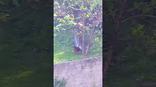 #national #bird #peacock #dancing #near #ourhouse #rajendranagar #hyderabad #nature #lover #viral