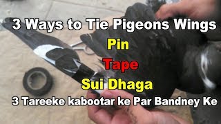 3 Ways To Tie Pigeons Wings Tape,Pin & Sui Dhaga  Requested Video..