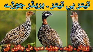 Teetar For Sale In Pakistan | Irani Teetar For Sale | Black Teetar For Sale 2022