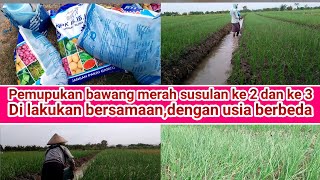 pemupukan di dua lahan,saat bawang merah di usia 21 hari dan usia 13 / 14 hari