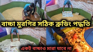 বাচ্চা মুরগির সঠিক ব্রুডিং পদ্ধতি।