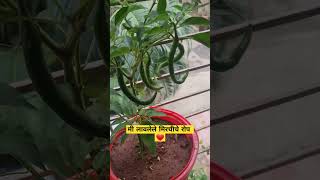 तुम्ही कोणती झाडे लावली आहेत ?? #shorts #viral #youtubeshorts #gardening #green #trending