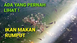 Ikan makan rumput yang aneh dan lucu