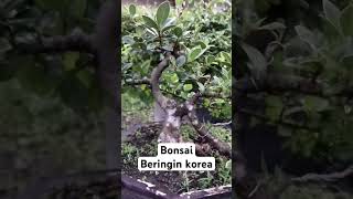 #bonsai #bonsaiindonesia #bonsaimini #bonsaiberingindolar