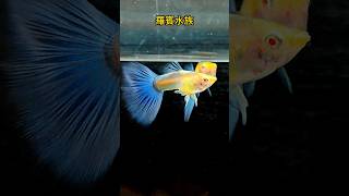 天空藍孔雀魚