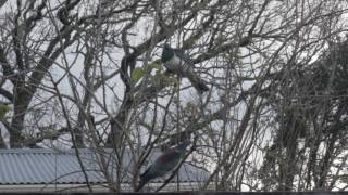 Incredible Wood Pigeons Flying