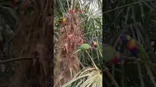 Parrots Conversation 🦜🦜#parrot #lovely #animals #birds