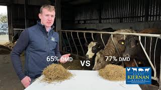 Comparing 77% v 65% DMD silage