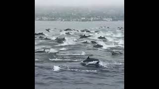 how dolphins race