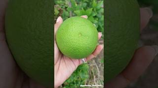 fruits farming 🍋🍊🥭🍐 #organic #fresh #fruitharvest #fruitfarming #satisfying @gardening_lover7469