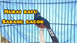 Murai batu balak sabang gacor/bagun buat pancingan#pemulakicaukicau