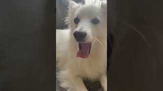 Cutie American Eskimo Dog