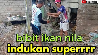 Cari Bibit Ikan Nila Untuk Di Pelihara Sendiri