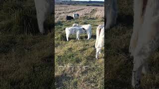 testing one another #cowlover #cow #animal  #farmlife #farmlifestyle #farmlifebestlife