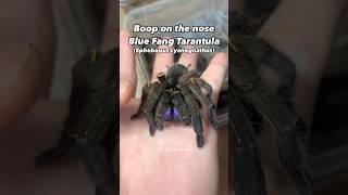 Booping the blue fang tarantula (Ephebopus cyanognathus)