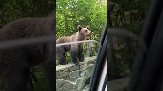 The Bare Necessities: Wild bear