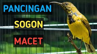 Pancingan untuk SOGON macet, bisu, bahan, jaminan langsung gacor