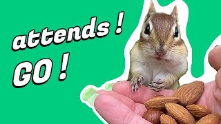 Un écureuil mignon attend pour manger ses amandes !