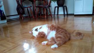 Persik playing with a catnip ball