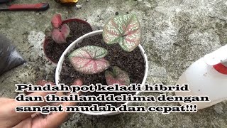 Pindah pot keladi hibrid dan thailand delima dengan sekali pindah