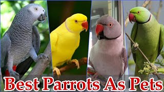 Best Parrots For Pets | Birds Business In Pakistan | Birds Farming 2022 | Khan Birds Collection