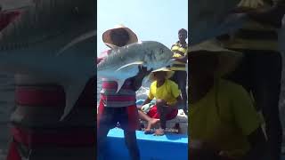 monster trevally fish