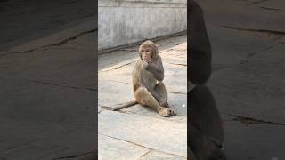 MONKEY EATING COCONUT