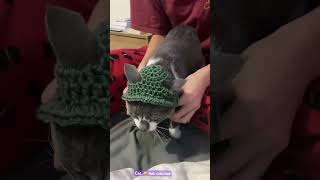 Super Cute 😊 Cat 🐱 Hat Crochet 🧶 #catlover #cathat #cutecat #shortvideo